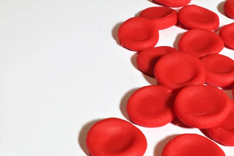 Biological Triage: The Brutal Order in Which Your Body Spends Its Nutrients